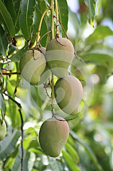 Fresh green mangoes hanging from the mango tree