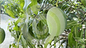 Fresh green mangoes on a mango tree. Mangoes are widely used in cuisine. Sour, unripe mangoes are used in pickles and