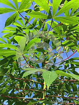 Fresh green manihot esculenta leaves in nature garden