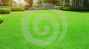 Fresh green manila grass smooth lawn with curve form of bush, trees on the background in the house`s garden  under morning