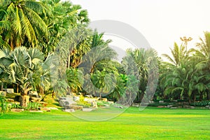 Fresh green manila grass yard, smooth lawn in a beautiful botanical palm trees garden, good care landscapes in a public park