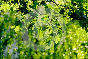 Fresh green maple foliage in spring in the forest