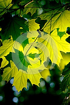 Fresh green maple foliage in spring in the forest