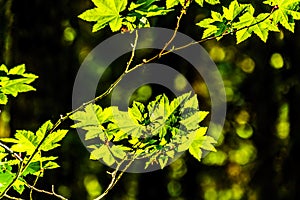 Fresh green Maple Leafs in a forest in British Columbia, Canada