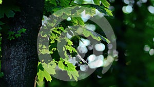 Fresh green maple leaves in summer. Young shoots on tree. Natural background