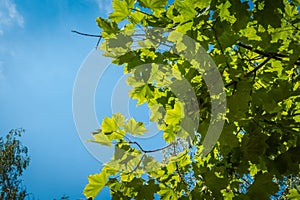 Fresh Green Maple Leaves