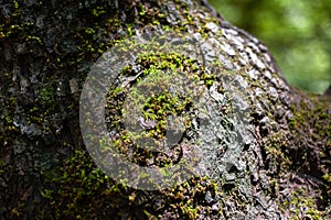 Fresh green maple trunk with moss