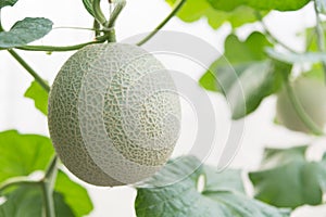 Fresh green melon in greenhouse