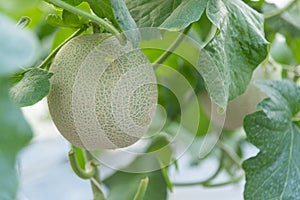 Fresh green melon in greenhouse