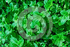 Fresh green mentha or mint plant grow at a vegetable farm