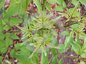 Fresh green millingtonia hortensis leaves