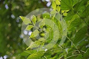 Fresh green Millingtonia hortensis leaves in nature garden