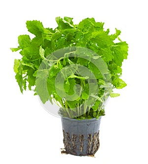 Fresh green mint leaf isolated