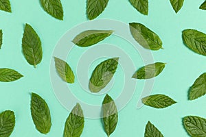 Fresh green mint leaves background.