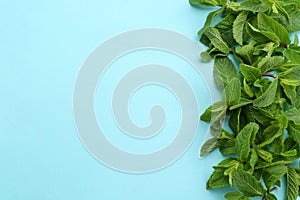 Fresh green mint leaves on color background