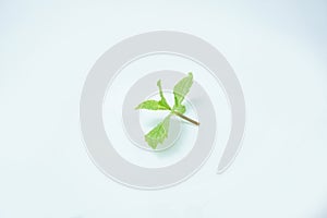 Fresh Green mint leaves isolated on white background