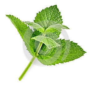 Fresh Green Mint leaves organic herb and spice. Organic mint