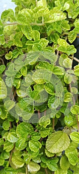 fresh green mint leaves in the yard garden