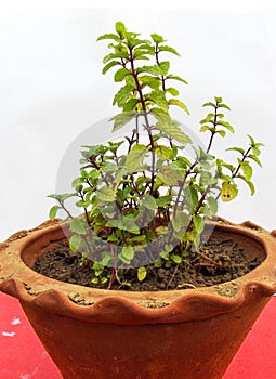 Fresh green mint Mentha leaves plants -herbs belonging to family Lamiaceae
