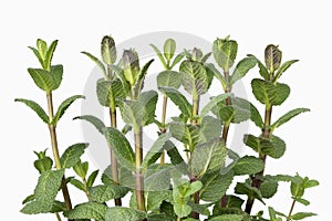 Fresh green mint plant close up on white background