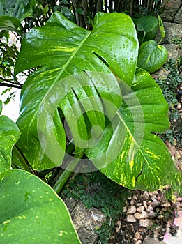 Big fresh green monstera leaf in tropical garden photo