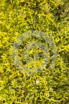Fresh green moss