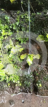 Fresh Green Moss and Flowing Water on Rocks& x22;