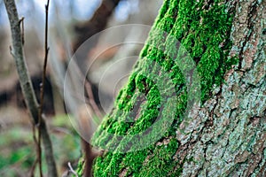 fresh green moss on a tree in a forest