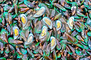 Fresh green mussels