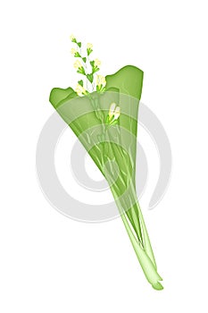 Fresh Green Mustard Plant on A White Background