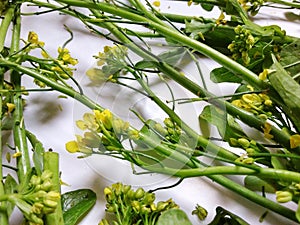 Fresh green mustard on white background Brassica juncea. Close up. Selected focus.