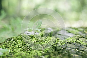 Fresh Green Nature Background