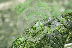 Fresh Green Nature Background