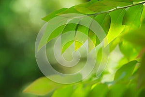 Fresh green nature tree leaves on blurred background In the spring Under the morning light,Use as background and wallpapers, photo