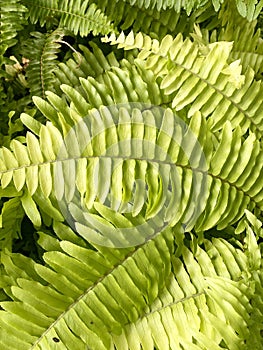 Fresh green Nephrolepis cordifolia or Sword Fern leaf in nature garden