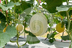Fresh green net Japanese melon hanging on the plant