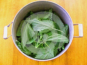 Fresh green nettle leaves in a metal bowl prepapation for soup or decoction