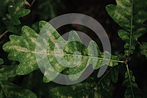 Fresh green oak leaves background