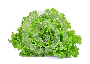 Fresh green oak lettuce isolated on white