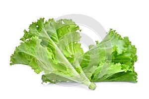 Fresh green oak lettuce isolated on white