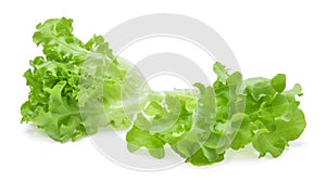 Fresh green oak lettuce leaf