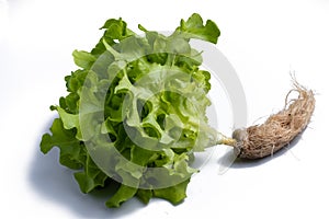 fresh green oak lettuce leaves vegetable or salad isolated on white background