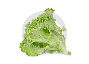 Fresh green oak lettuce salad leaves isolated on white background