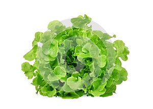 Fresh green oak lettuce salad leaves isolated on white