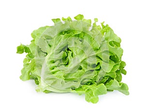 Fresh green oak lettuce salad leaves isolated on white