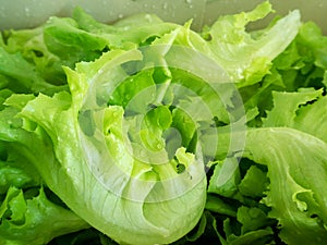 Fresh green oak lettuce with water drop. Vegetable for salad diet meal