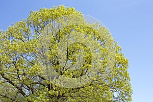 Fresh green of oak tree leaves