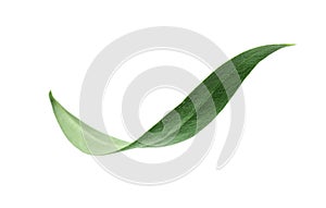 Fresh green olive leaf