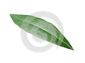 Fresh green olive leaf