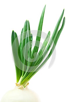 Fresh green onion